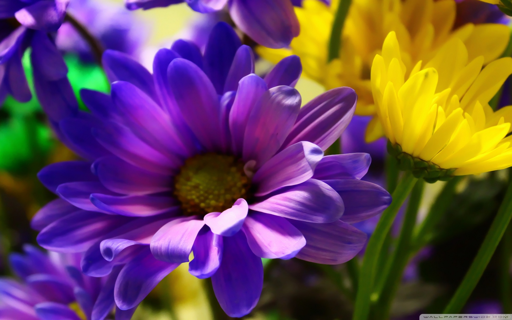 1559180774163994.jpg 花1.jpg